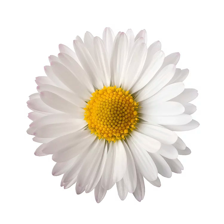 Lunch Serviette "Daisy" 30x30cm - 20Stk.