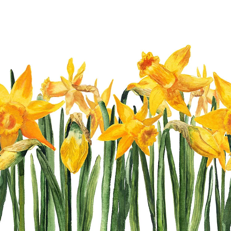 Lunch Serviette "Bright daffodils" 30x30cm - 20Stk.